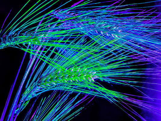 Main image The Lines Where Light Runs