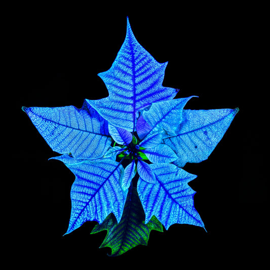 Main image The Cosmic Flower That Whispers Your Name