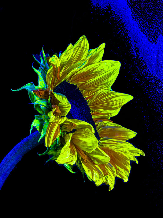 Main image Gold lost in the blue of silence