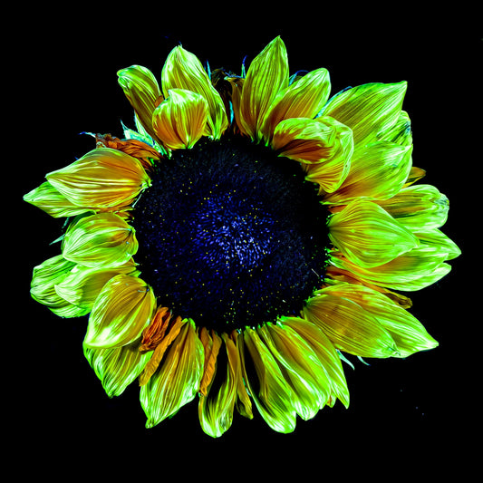 Main image Crown of light