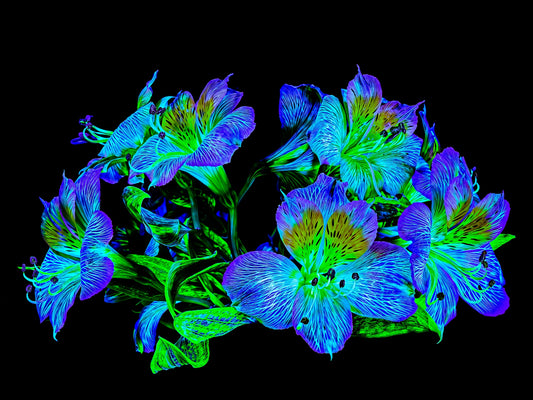 Main image Floral Constellation