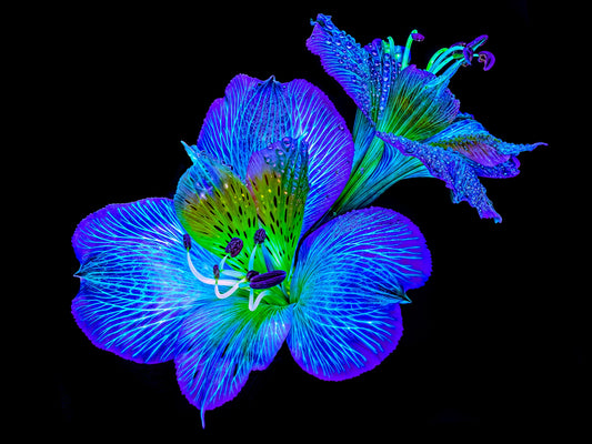 Main image Alstroemeria from Hidden Glows