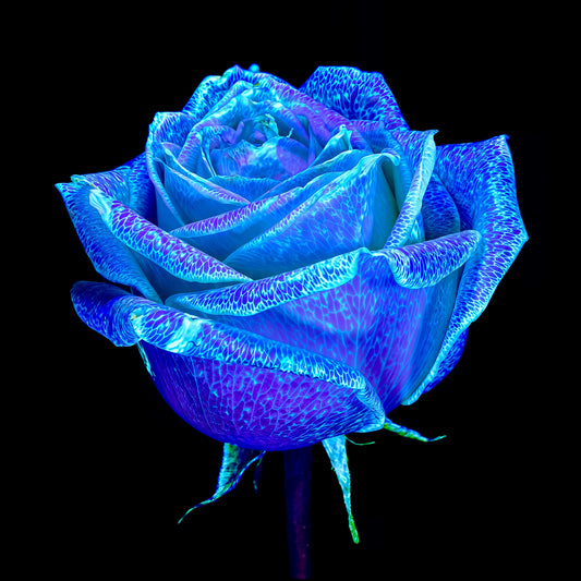 Main image The Rose That Dreamed of the Sky