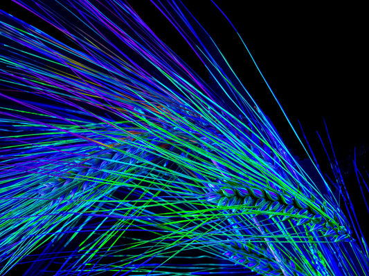 Main image Dance of the Electric Ears