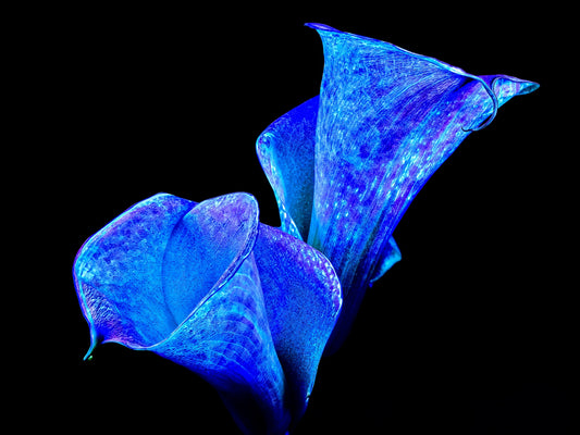 Main image Murmure d’Abysses