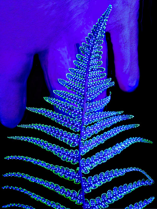 Main image The Secret Code of Foliage