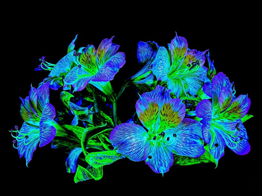 Constellation Florale - Idealart