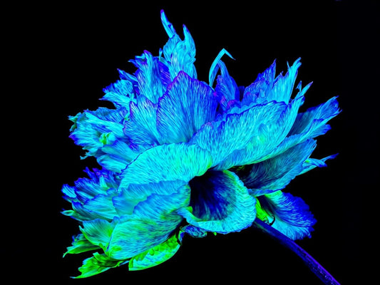 L’Éclat Bleu de la Pivoine Astrale - Idealart