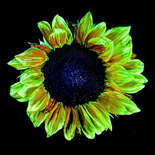 Couronne de lumière - Idealart