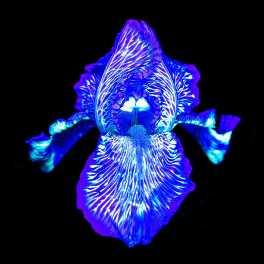 Iris des Profondeurs Lumineuses - Idealart