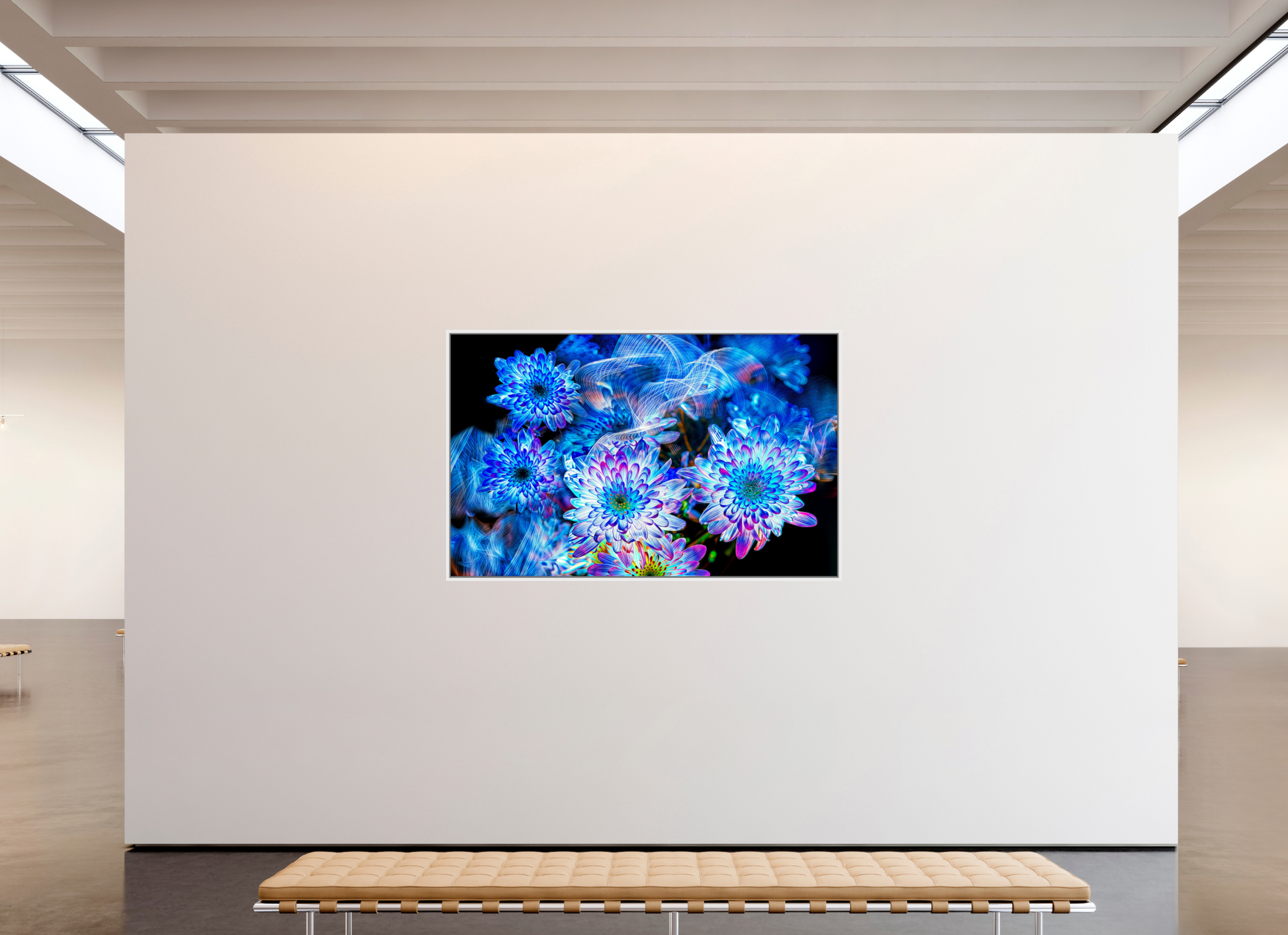 192 x 120 cm, 9 White American Box Blooms in the Celestial Current
