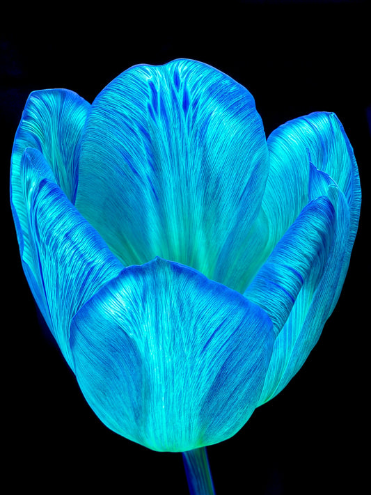 Main image Calice de lumière