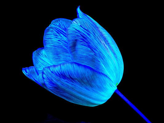 Main image À l’abri de ta lumière