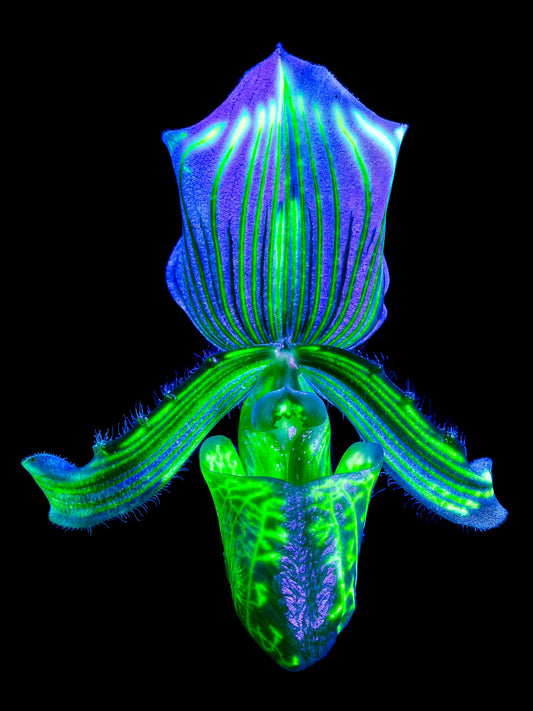 Main image L’Éclat Secret du Désir