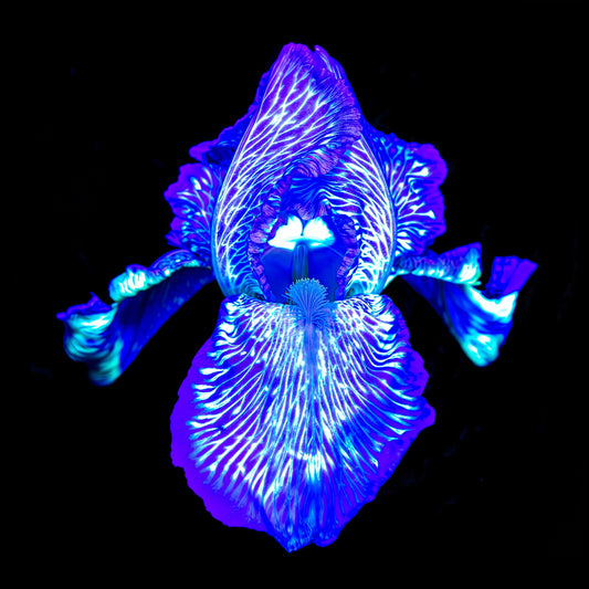 Main image Iris des Profondeurs Lumineuses