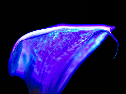 Main image Une vague pourpre au bord du silence