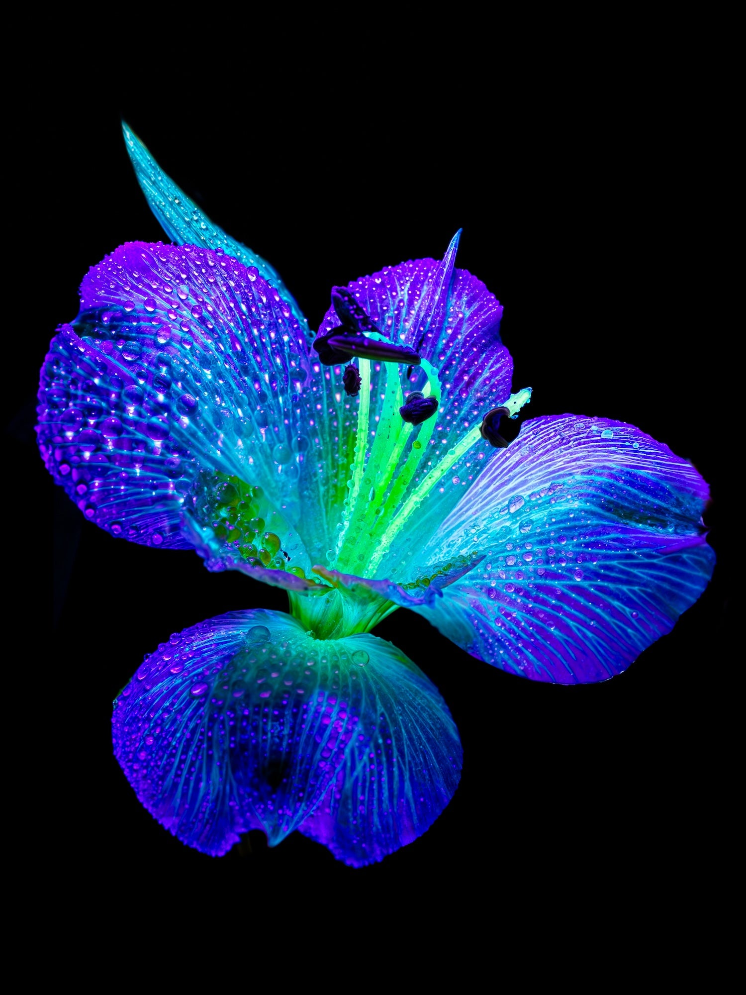 Main image The sparkle of wings in the dew