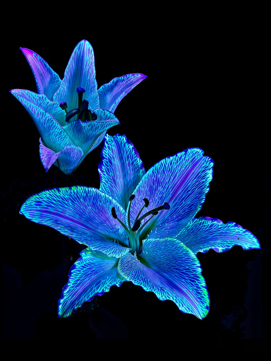 Main image Dialogue des Cœurs Stellaires