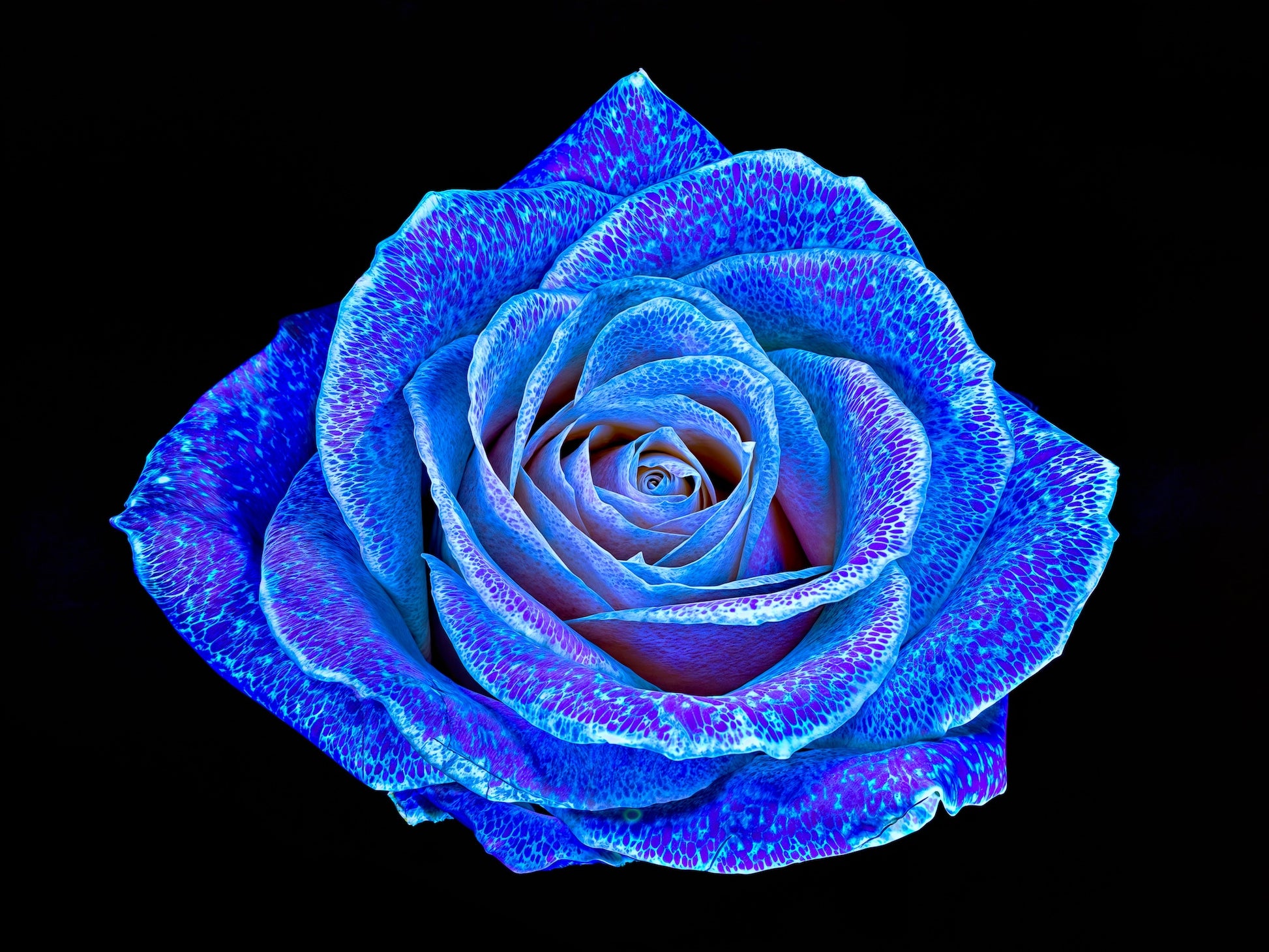 Main image The Rose with a Thousand Constellations