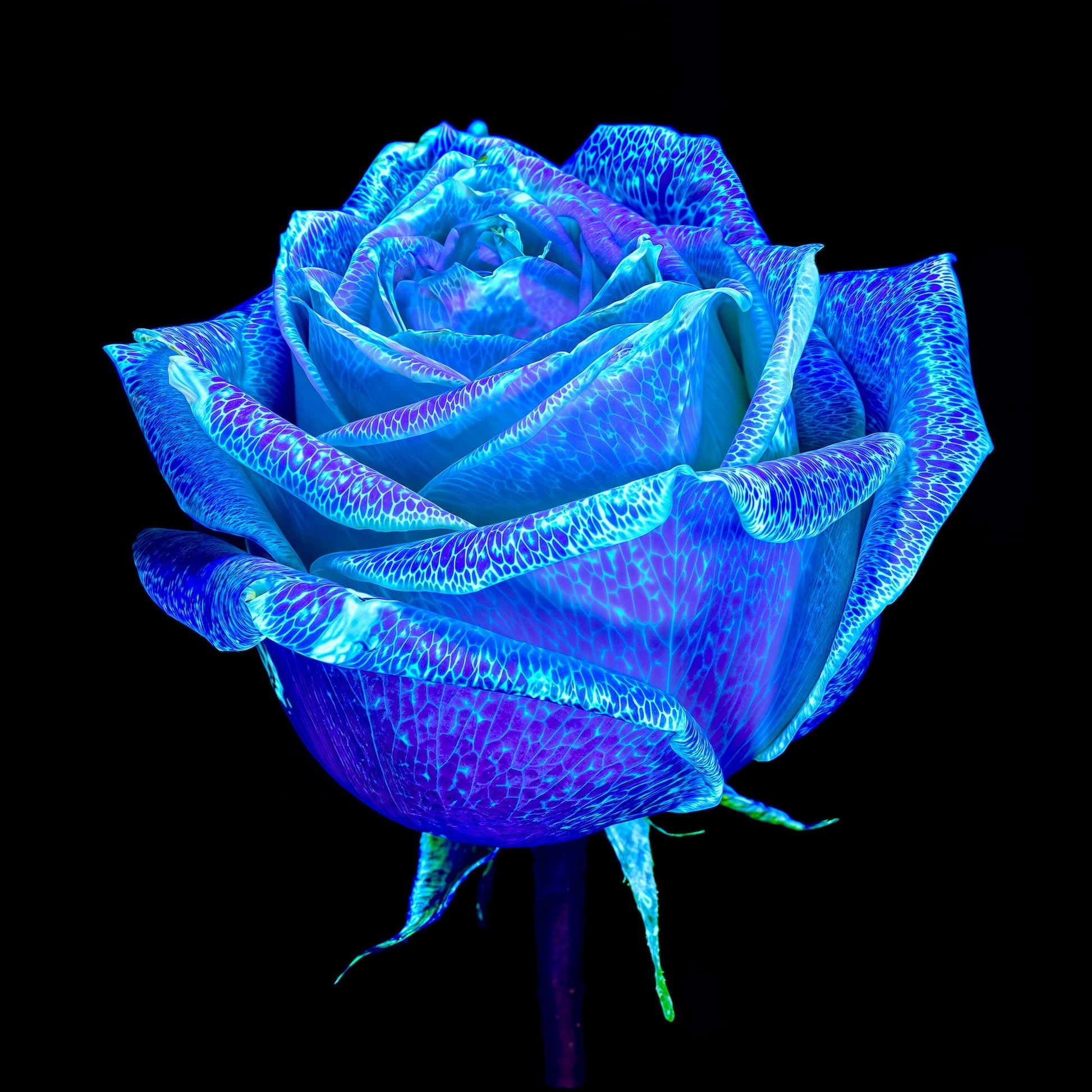 Main image The Rose That Dreamed of the Sky