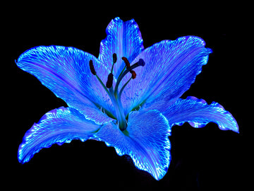 Main image Le Lys Astral