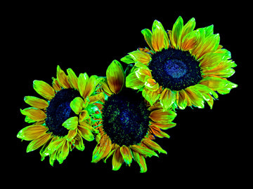 Main image Les gardiens du jour endormi