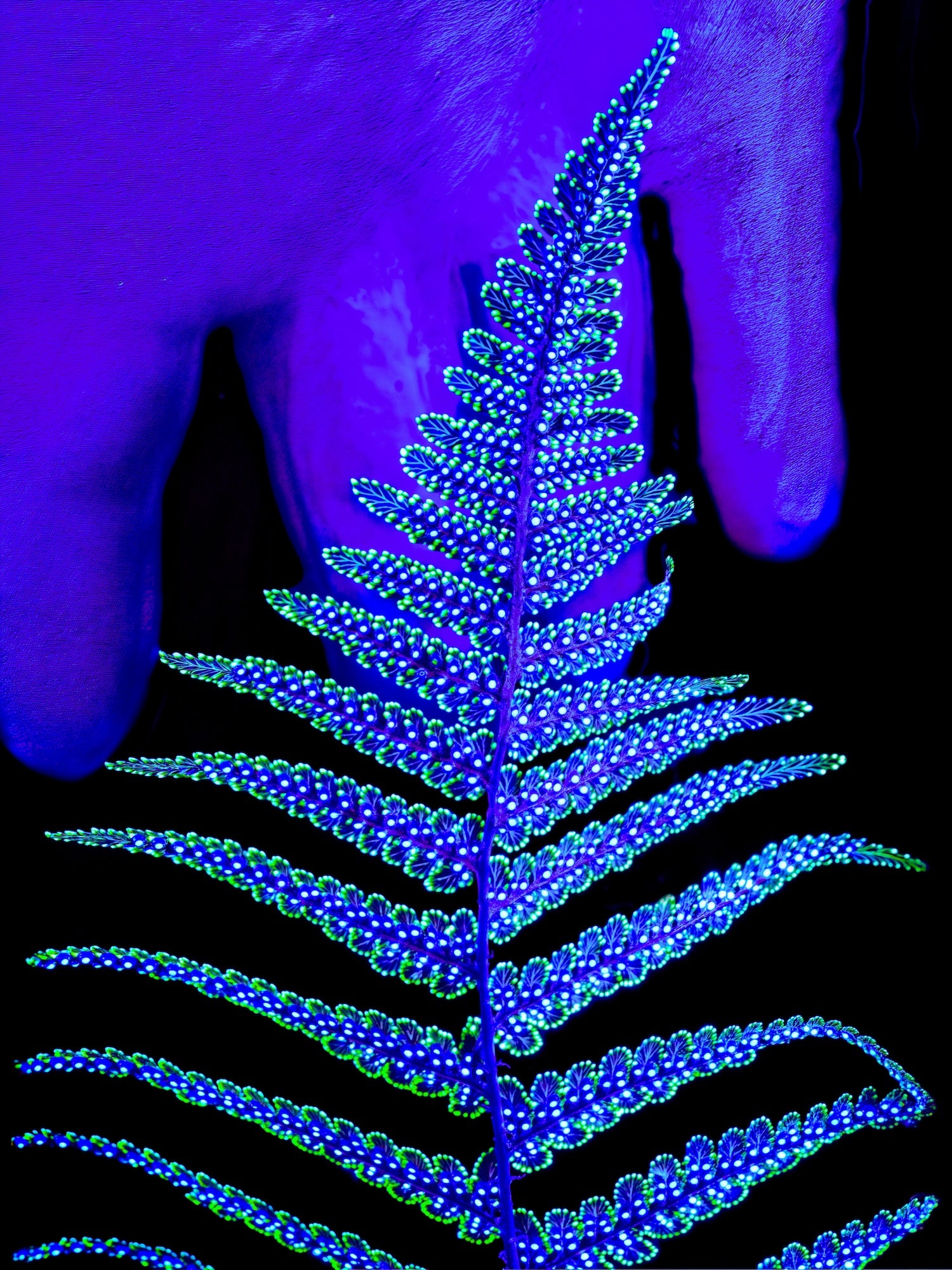 Main image The Secret Code of Foliage