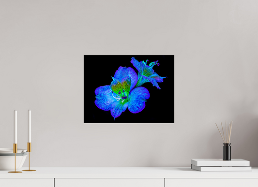 40 x 30 cm, 1 Tirage simple sur papier photo Fuji Crystal Pearl Alstroemeria des Lueurs Cachées