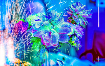 Main image Quand la lumière se brise en fleurs