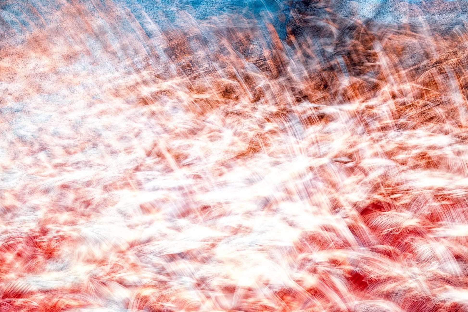 Main image The Sea of Red Feathers