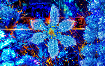 Main image La fleur qui rêvait d’étoiles