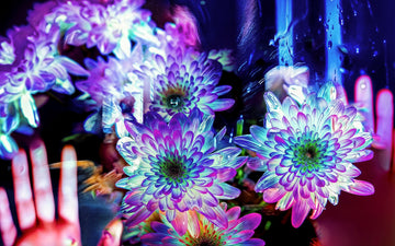 Main image Pétales contre ma peau, lumière contre la tienne