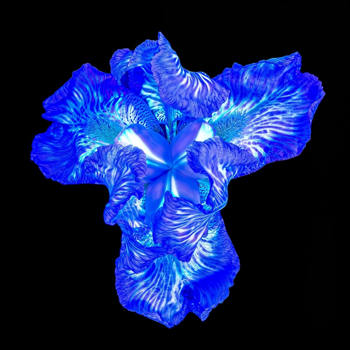 Iris of the Luminous Heart - Idealart