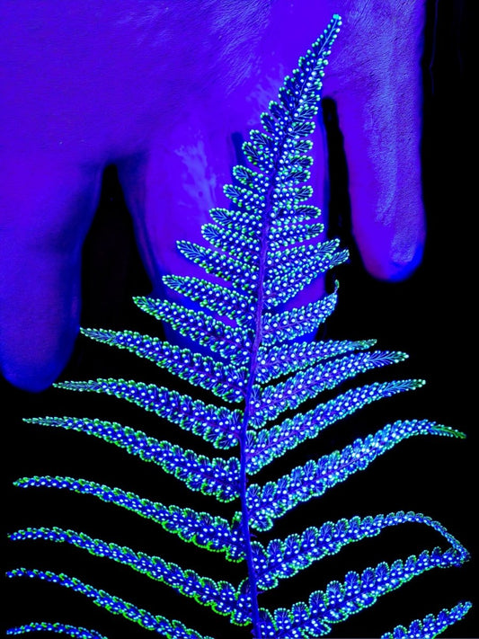 Le Code Secret du Feuillage - Idealart