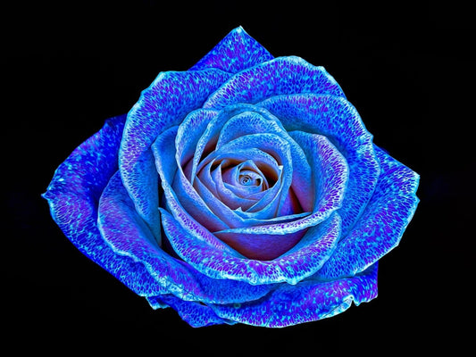 La Rose aux mille constellations - Idealart