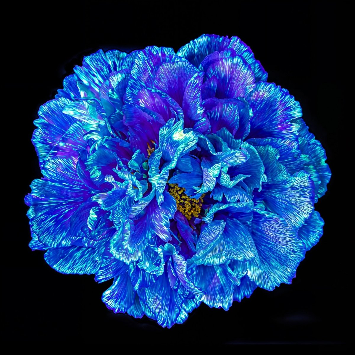 The Blue Heart that Opens at Night - Idealart