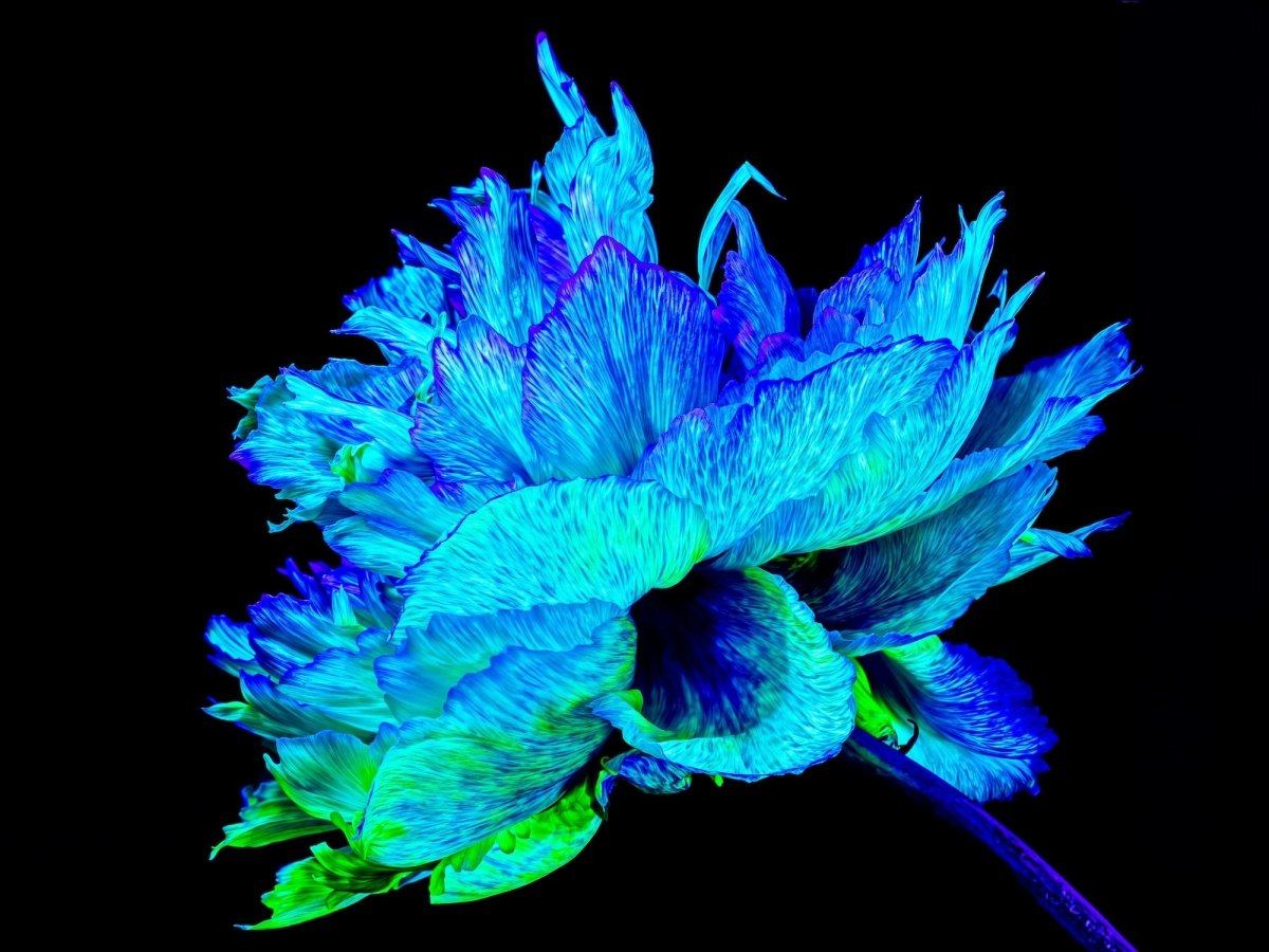 The Blue Radiance of the Astral Peony - Idealart