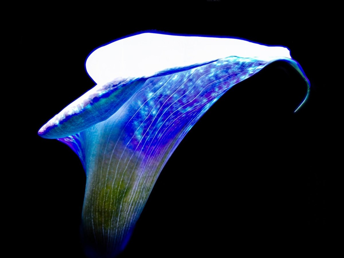 The Wing of Light The Voice of the Ethers - Idealart