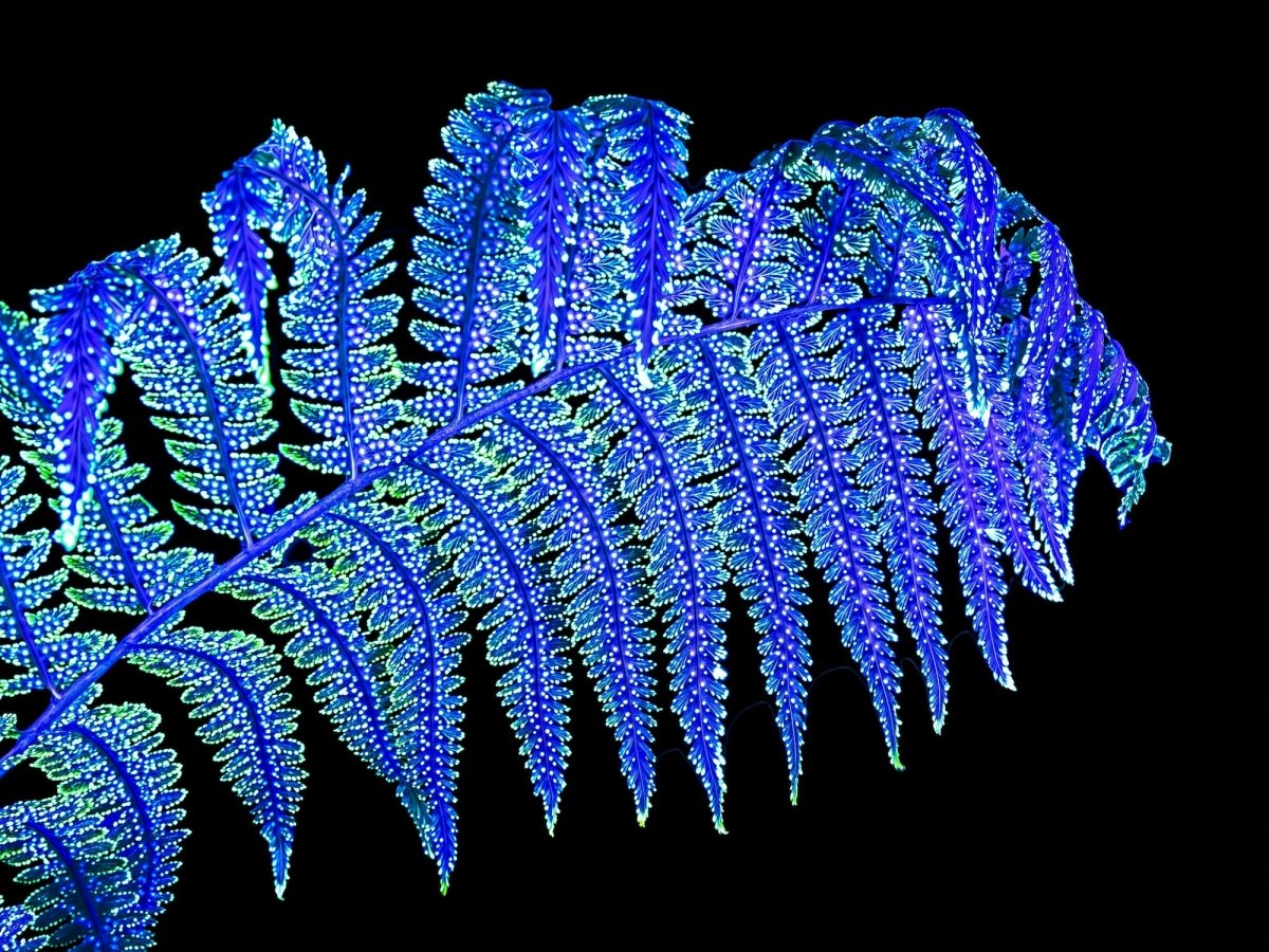 The Fern That Whispers in the Night - Idealart