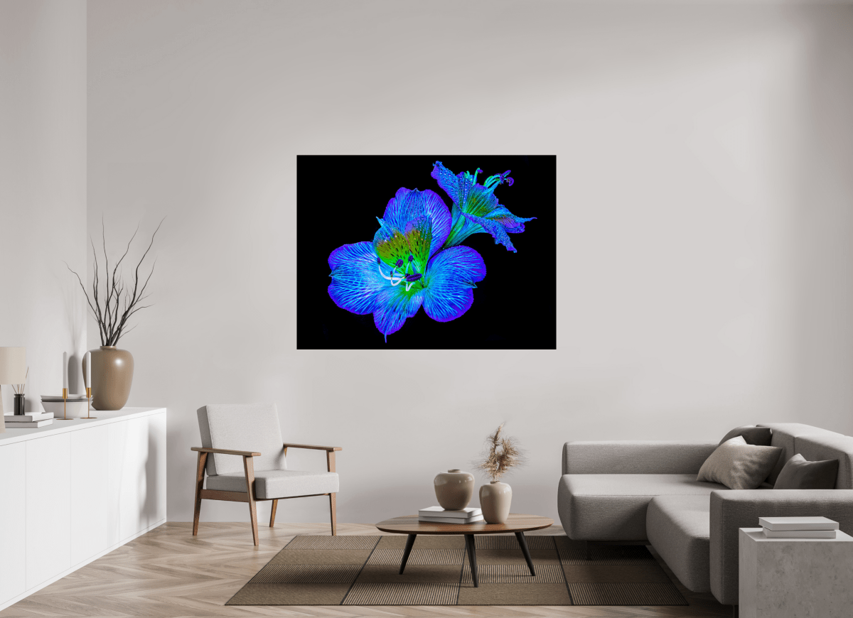 Alstroemeria des Lueurs Cachées - Idealart