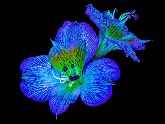 Alstroemeria des Lueurs Cachées - Idealart