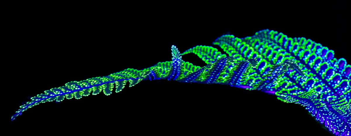 The Line of Origins - Idealart