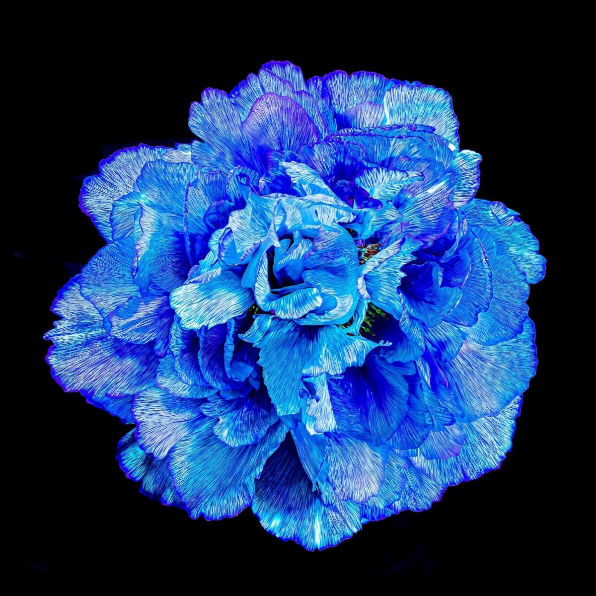 Matrice de Lumière - Idealart