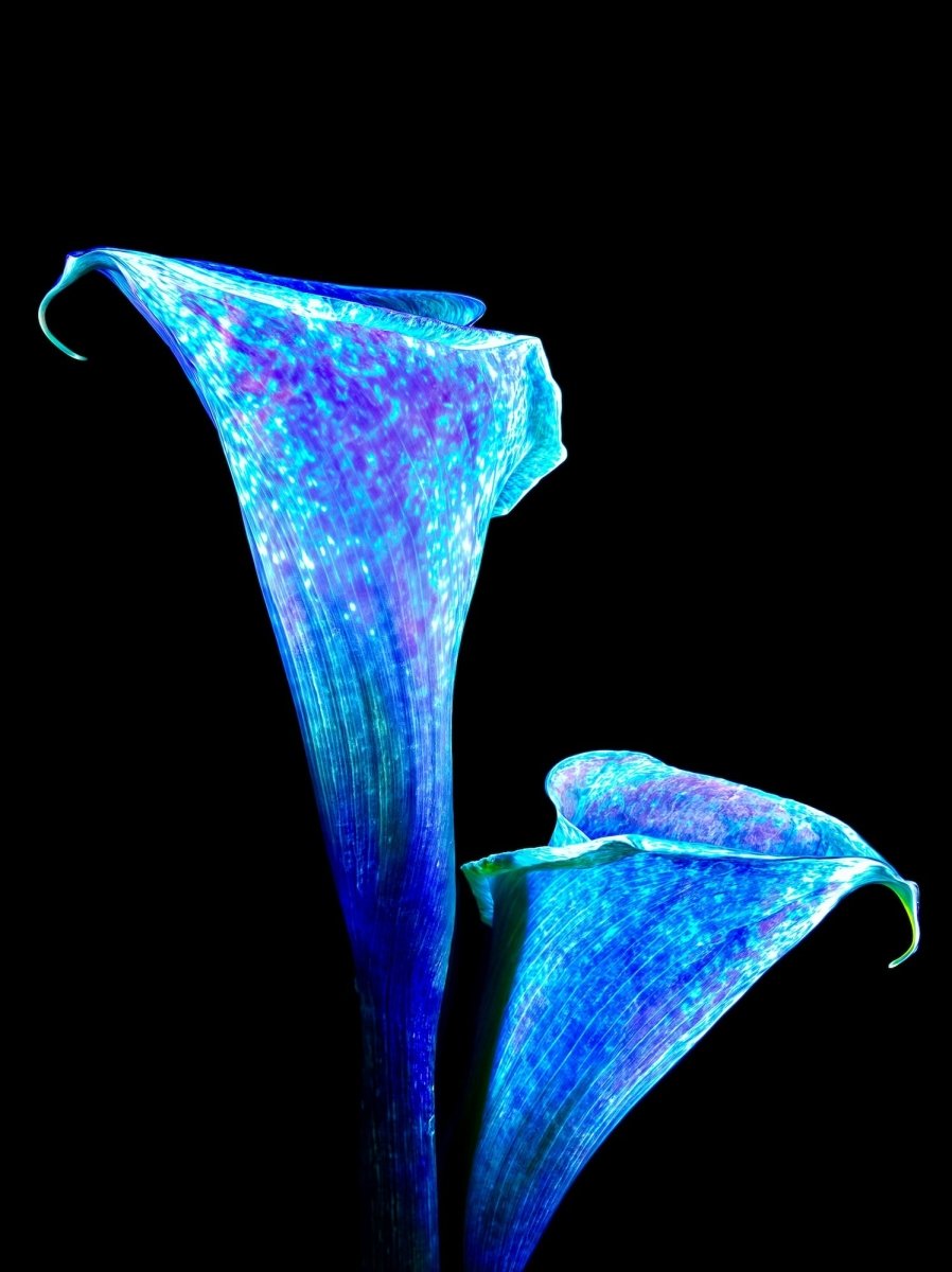 The Embrace of Star Lilies - Idealart